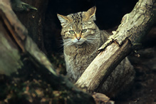 Kočka divoká - Felis silvestris