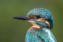 Common Kingfisher - Alcedo atthis
