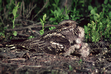Lelek lesní - Caprimulgus europaeus