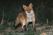 Liška obecná - Vulpes vulpes