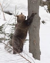 Medvěd hnědý - Ursus arctos