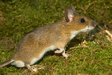 Yellow-necked Field Mouse