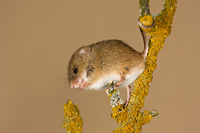 Myška drobná - Micromys minutus