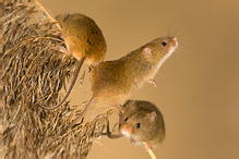 Myška drobná - Micromys minutus