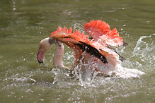 Plameňák růžový - Phoenicopterus ruber