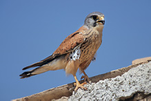 Poštolka obecná - Falco tinnunculus