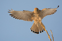 Poštolka obecná - Falco tinnunculus