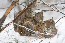 Rys ostrovid - Lynx lynx