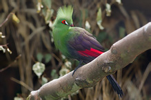 Green-crested Turaco
