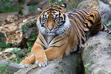 Tygr sumaterský - Pantera tigris sumatrae