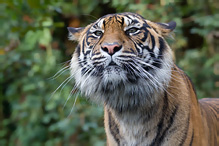 Tygr sumaterský - Pantera tigris sumatrae