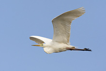 Volavka bílá - Egretta alba