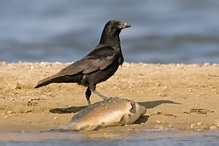Vrána obecná černá - Corvus corone corone