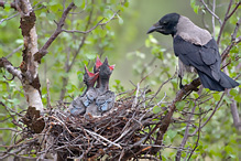 Vrána obecná šedá - Corvus corone cornix