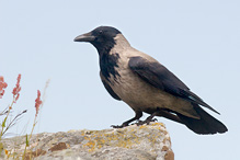 Vrána obecná šedá - Corvus corone cornix