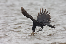 Vrána obecná černá - Corvus corone corone